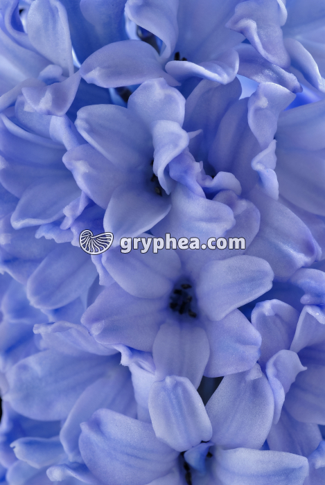 Jacinthe orientale (Hyacinthus orientalis) - fleurs - gryphea.org